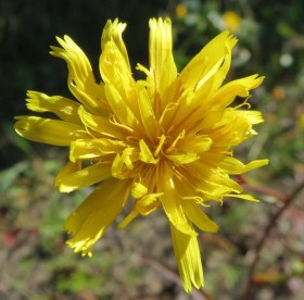 Édes keserűgyökér - Picris hieracioides , Picris hieracioides ssp. hieracioides, etnobotanika